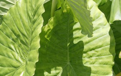 cuadro-plantas-taro