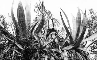 cuadro-plantas-piteras